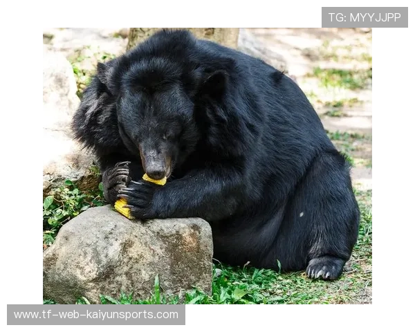 黑熊袭击让他失去了妈妈，他靠装死活了下来，黑熊袭击军营的电影片名